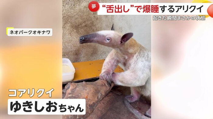 普段のゆきしおちゃん(映像提供:ネオパークオキナワ)