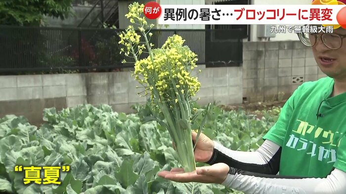 菜の花みたいな開花したブロッコリー