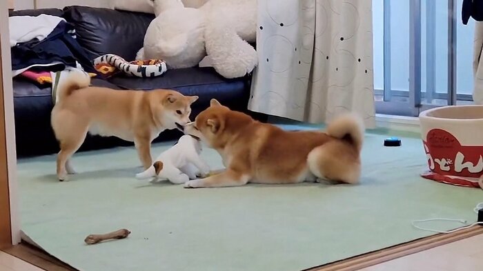 我慢が限界に達したこむぎくんのストップがかかる