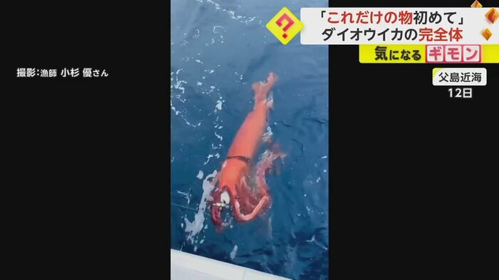 父島近海で撮影されたダイオウイカ