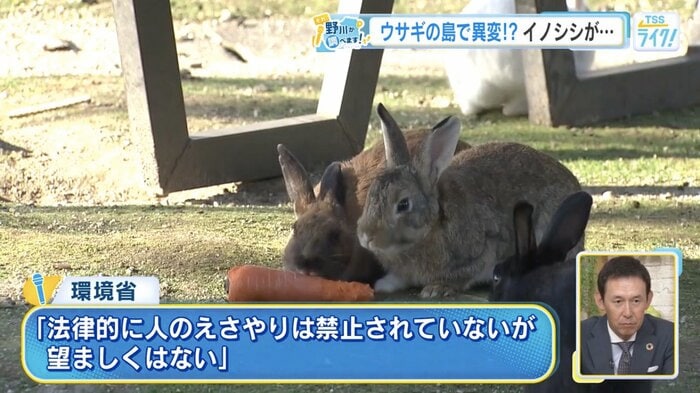法律でエサやりは禁止されていないが、ルールや対策が必要
