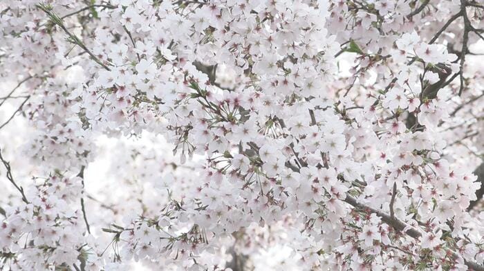 中国・江蘇省無錫市の黿頭渚の桜