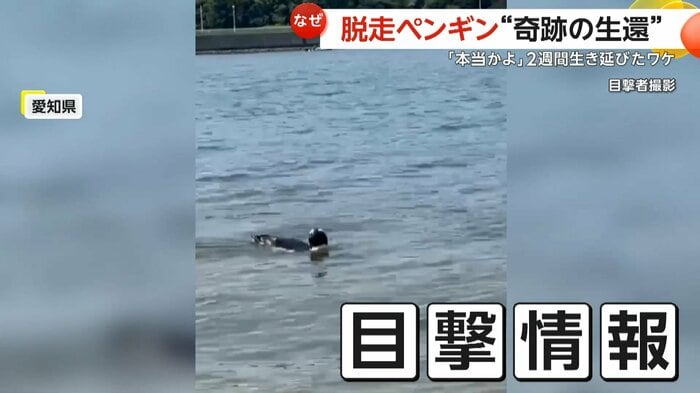 動画つきで寄せられた目撃情報