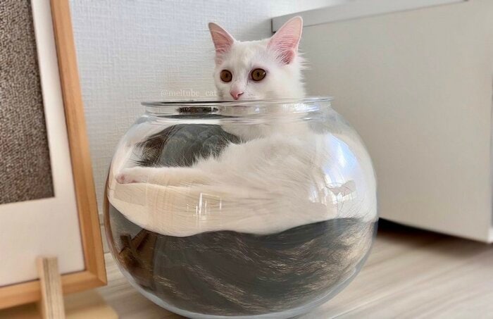おいしそうな「コーヒーゼリー(エクストラホイップ)」
