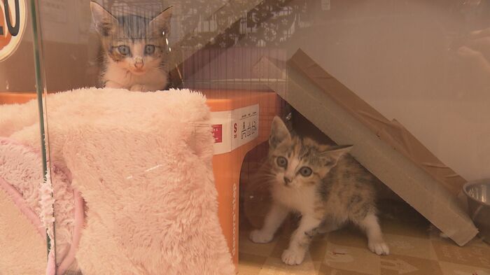 保健所の猫(8月17日の時点で既に44匹)