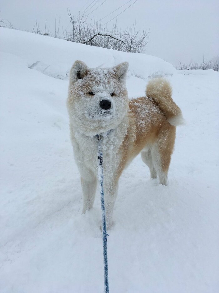 はしゃいで雪まみれの様子