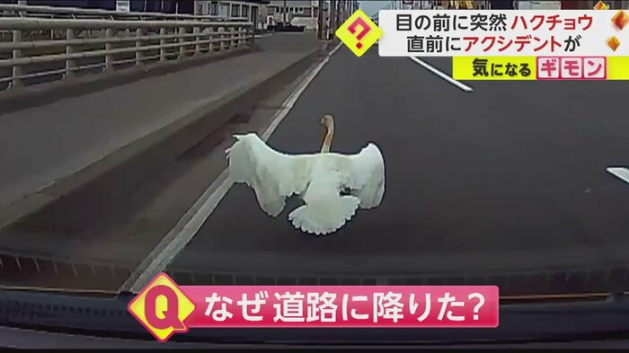 (FNN投稿サイト「ビデオPost」)