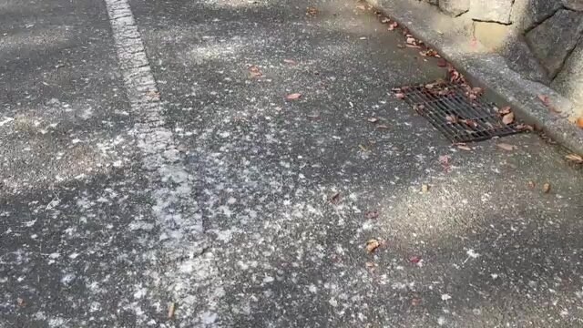 サギが目撃された翌日の路上にはフンが
