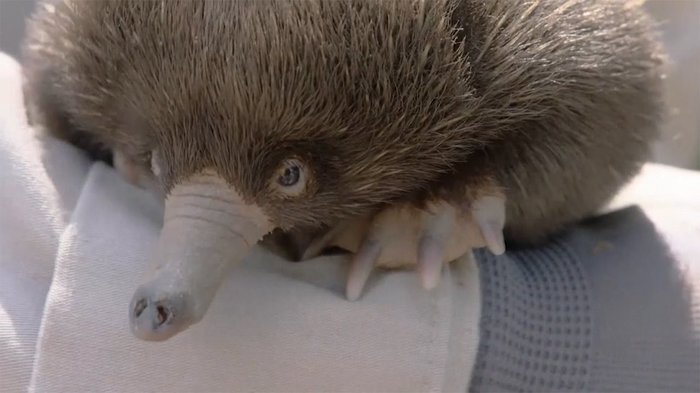 長~い鼻が自慢です ハリモグラの赤ちゃん アメリカ