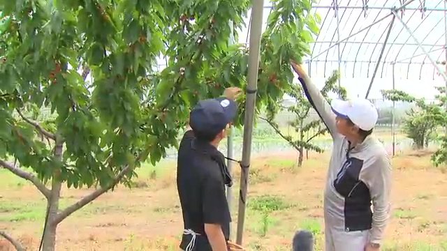 “もぎたて”をお届け!くだものと消費者つなぐ新事業 福島出身の男性が旬と“フルーツ愛”を乗せて走る【新潟発】