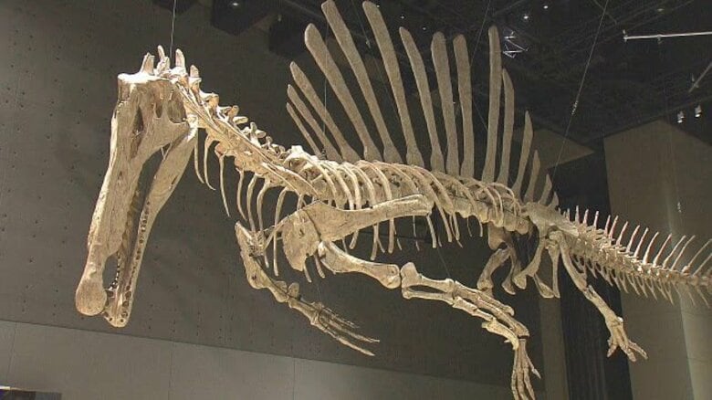 全長14メートルのスピノサウルス全身骨格を展示　獣脚類の進化の過程も　福井県立恐竜博物館の開館25周年特別展　7月11日開幕｜FNNプライムオンライン