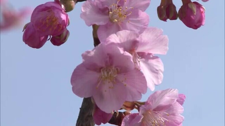倉敷川沿いに咲き始めた約１０００本の「河津桜」　濃いピンク色の花に…観光客感動【岡山・倉敷市】｜FNNプライムオンライン