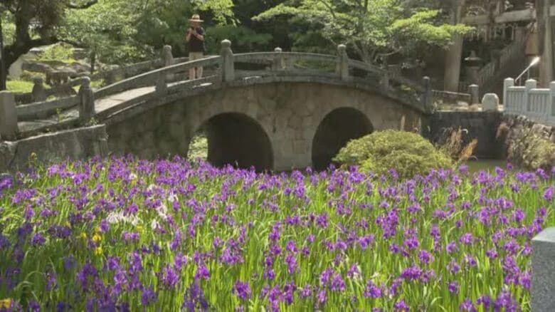 県重要文化財指定・石造りの眼鏡橋を背景に…色鮮やかな紫の「カキツバタ」笠岡市の神社で満開【岡山】｜FNNプライムオンライン