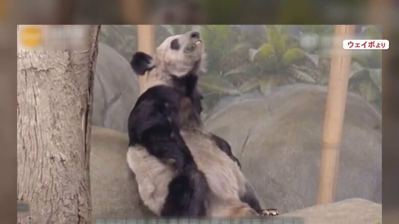 米動物園で飼育中のパンダが“激やせ”　体毛抜ける姿も…中国で波紋広がる「心配せざるを得ない」｜FNNプライムオンライン