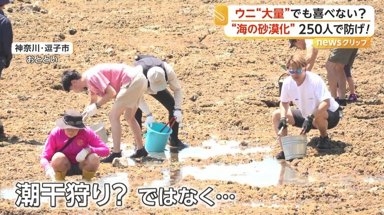 「取れた～！」高級ムラサキウニが海藻食べ尽くす“海の砂漠化”懸念…約250人が780kg超回収も身は小さく肥料へ　神奈川・逗子市｜FNNプライムオンライン
