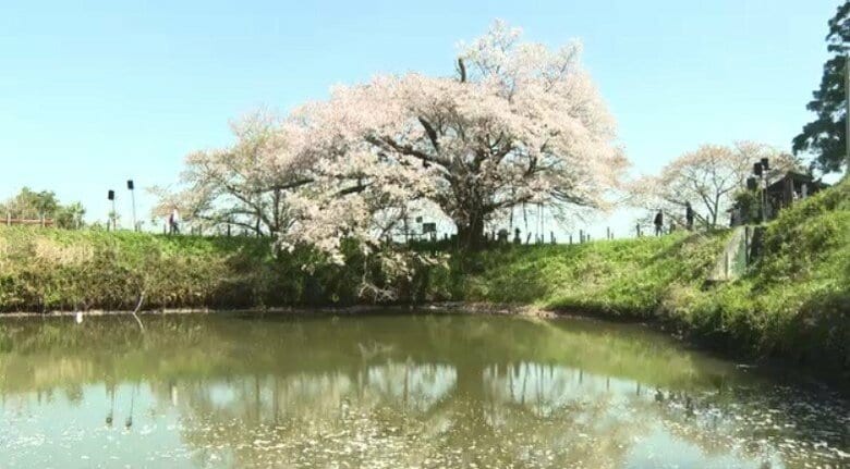 日差し届き「逆さ桜」楽しむ人の姿　10日明け方からは福岡で落雷や突風のおそれ　急な強い雨も　気象台が注意呼びかけ｜FNNプライムオンライン