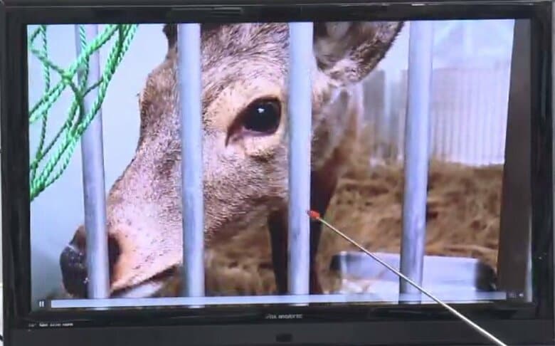 【速報】大阪市・横山市長「非常に元気でピンピン飛び跳ねている」“奈良公園から来た？シカ”の動画を公開「わざわざ大阪にお越しいただいたシカさん。新天地でストレスないように」受け入れ先を近日中に発表か｜FNNプライムオンライン