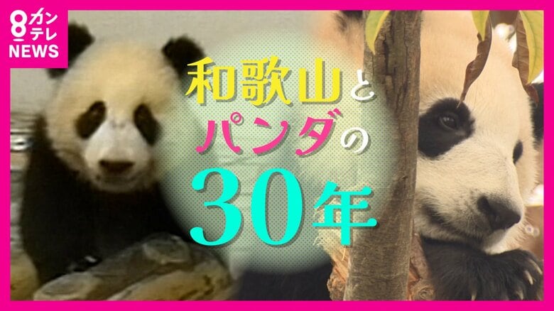 和歌山で大活躍したパンダ「永明」の今　永明と6頭の子供たちが暮らす中国四川省「パンダ繁殖研究基地」を取材｜FNNプライムオンライン