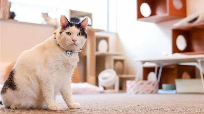 「触っても大丈夫？」いまだに偏見が残る“猫エイズ”…陽性の猫だけが在籍し“ずっとの家族”との出会いをつなぐ保護猫カフェ｜FNNプライムオンライン
