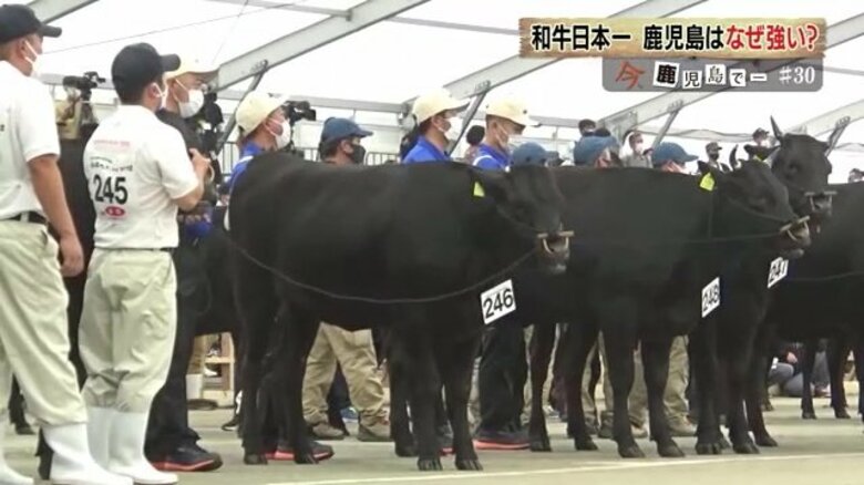 「和牛オリンピック」で鹿児島が日本一　10年前の悔しさ糧に…なぜ強い？優秀な種牛にデータ分析、調教技術も｜FNNプライムオンライン