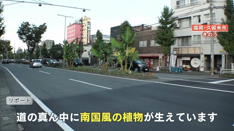 中央分離帯に似つかわしくない植物が…