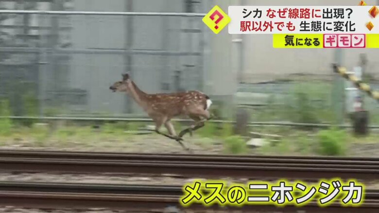 (FNN投稿サイト「ビデオPost」)