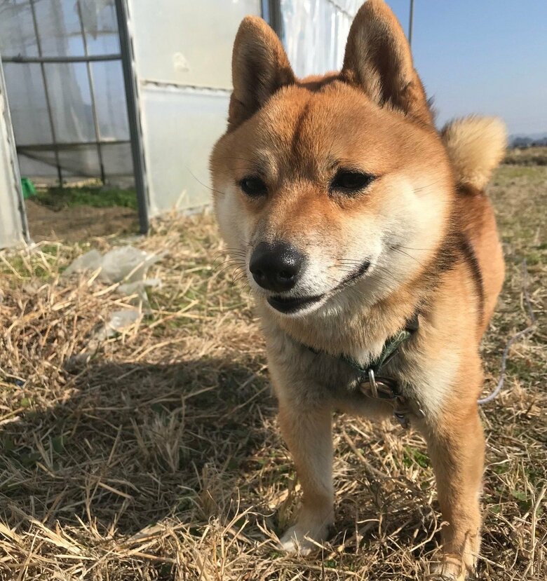 こちらはコロ助くん。実家で両親と暮らしている