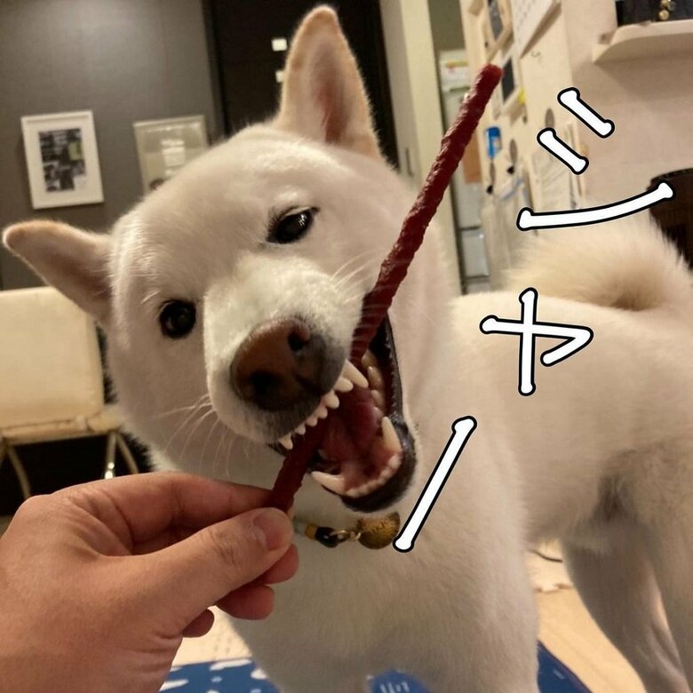 おやつに食いつく