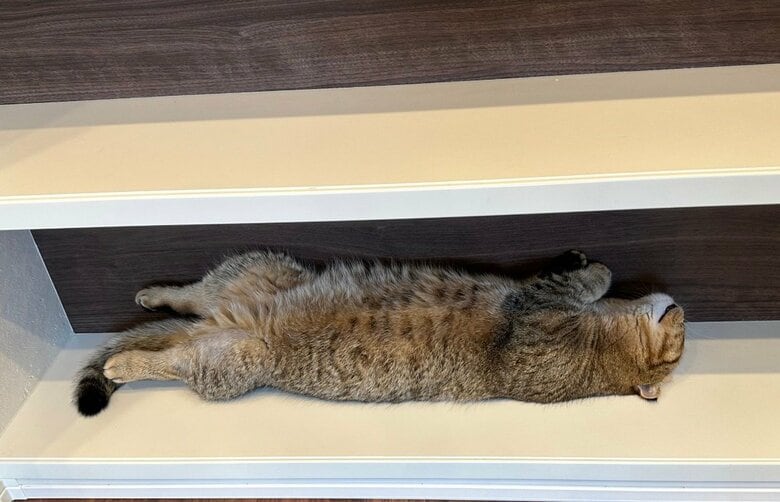 ゆきおくんと追いかけっこをしてバテちゃったたぬ吉くん