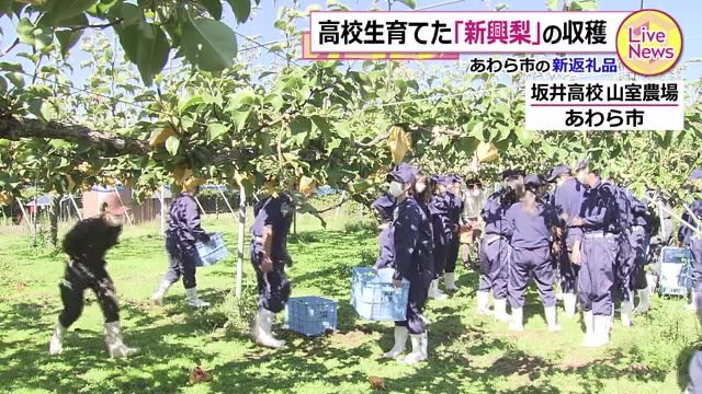 生徒が育てた梨 返礼品に~採れたてを発送へ 福井県あわら市