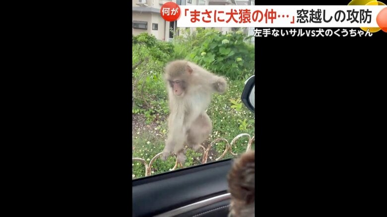左手のないサルが口を大きく開け、威嚇するように窓へと飛びかかる一部始終⑤
