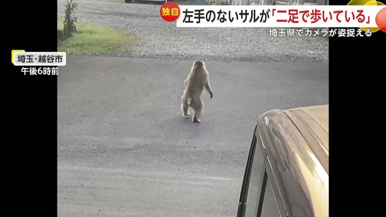 二足歩行で歩き出したサル