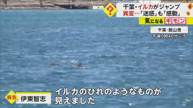 水面にイルカのひれがいくつも見えている