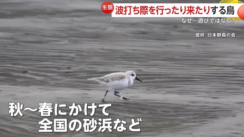 日本では秋から春にかけて全国の砂浜などでみられる｢ミユビシギ」