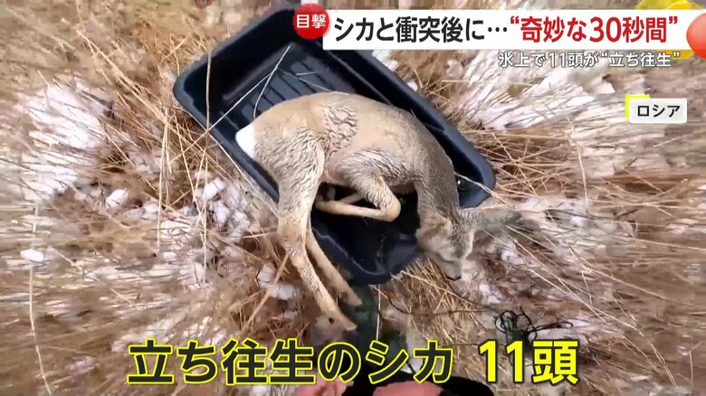 ソリに乗せられ救助されたシカ