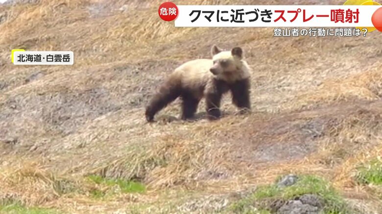 登山者の前に現れたクマ