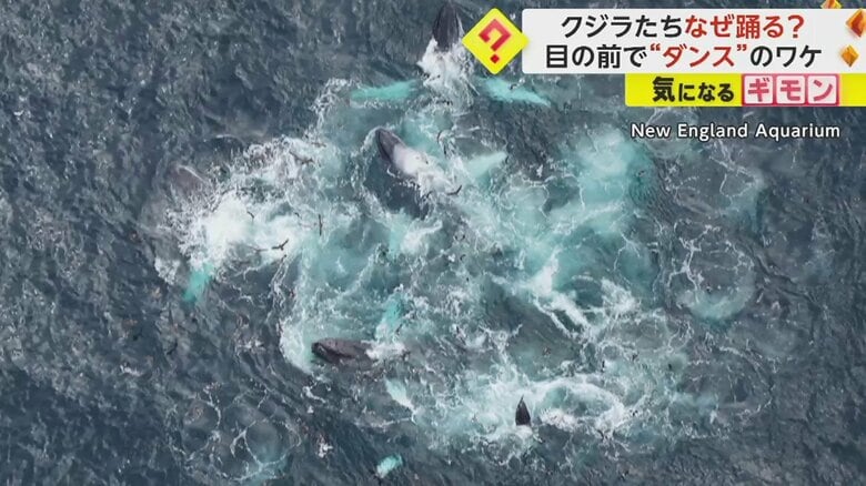 8月14日撮影の写真。クジラはらせん状の泡から外側に泳いでいった