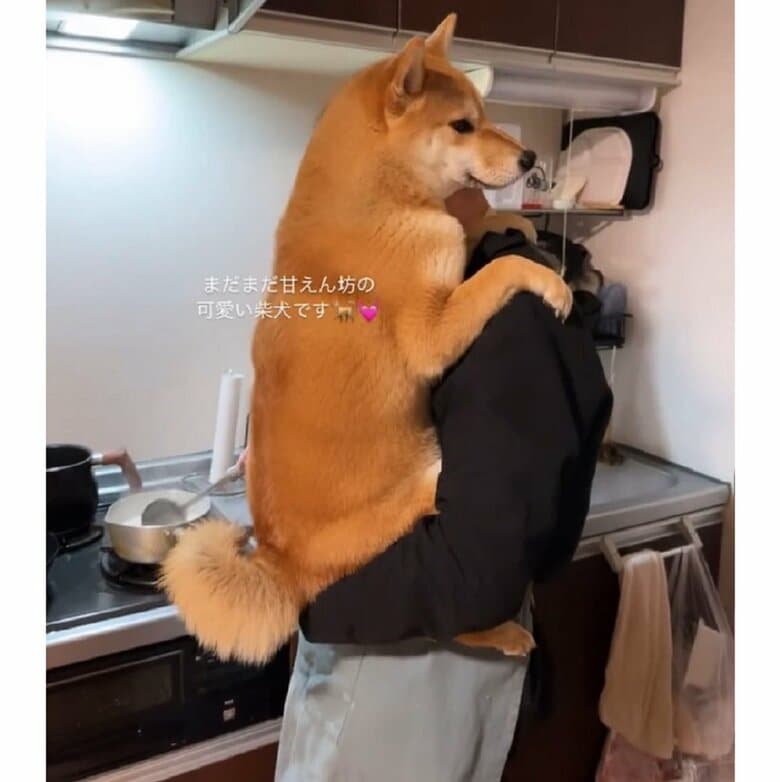 パパさんの肩にしっかりとしがみついている