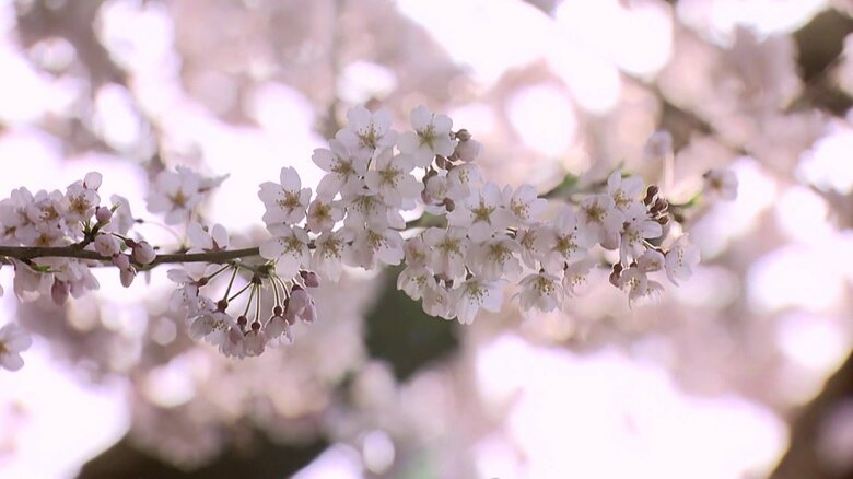 石部治部大輔の庭にあったと伝えられる
