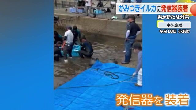 一時捕獲し発信器を装着