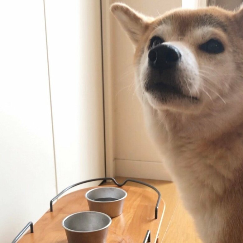 エサの皿が小さいとき。何か言いたげな表情