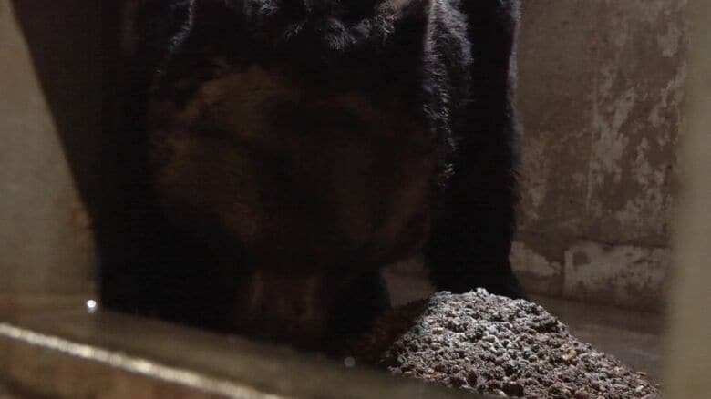 勢いよくエサを食べるクマ