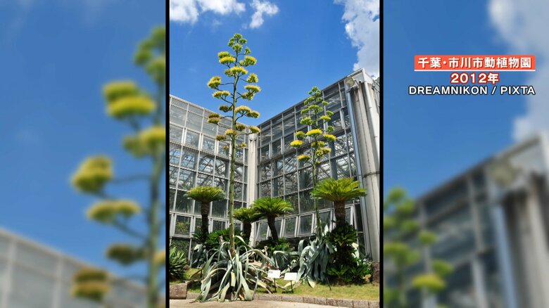 2012年「アオノリュウゼツラン」が開花した時の写真