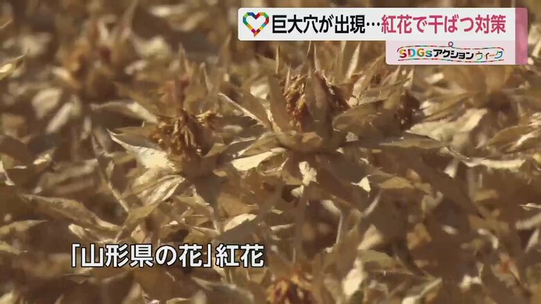 水をほとんど使わずに栽培できる「紅花」が注目されている