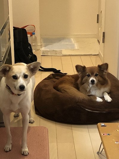 村岡希美さんの愛犬、花子（右）と緤。「女同士、保護犬同士だからか、不思議となじんでいる」のだそう （撮影／西尾まり）