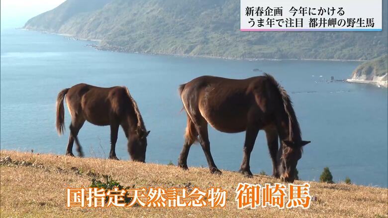 都井岬の草原で草を食む御崎馬