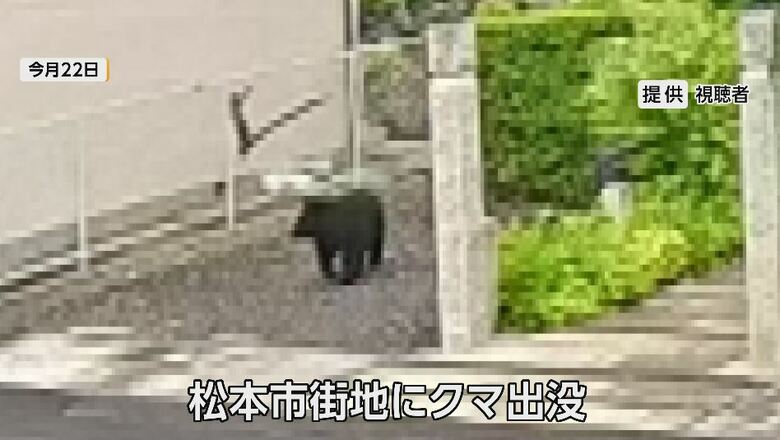 松本市街地に出没したクマ（提供：視聴者）