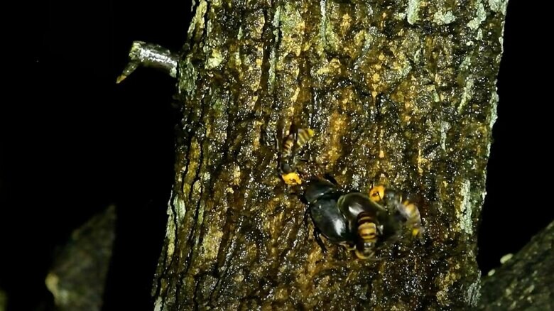 カブトムシがオオスズメバチに退散するまで（その4）
