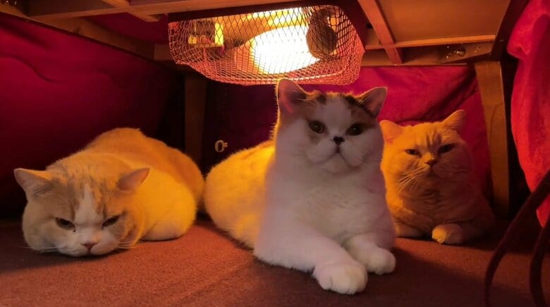 左：てんぷらくん　中：あんみつちゃん　右：みかんちゃん（提供：みかんとじろうさんちさん）