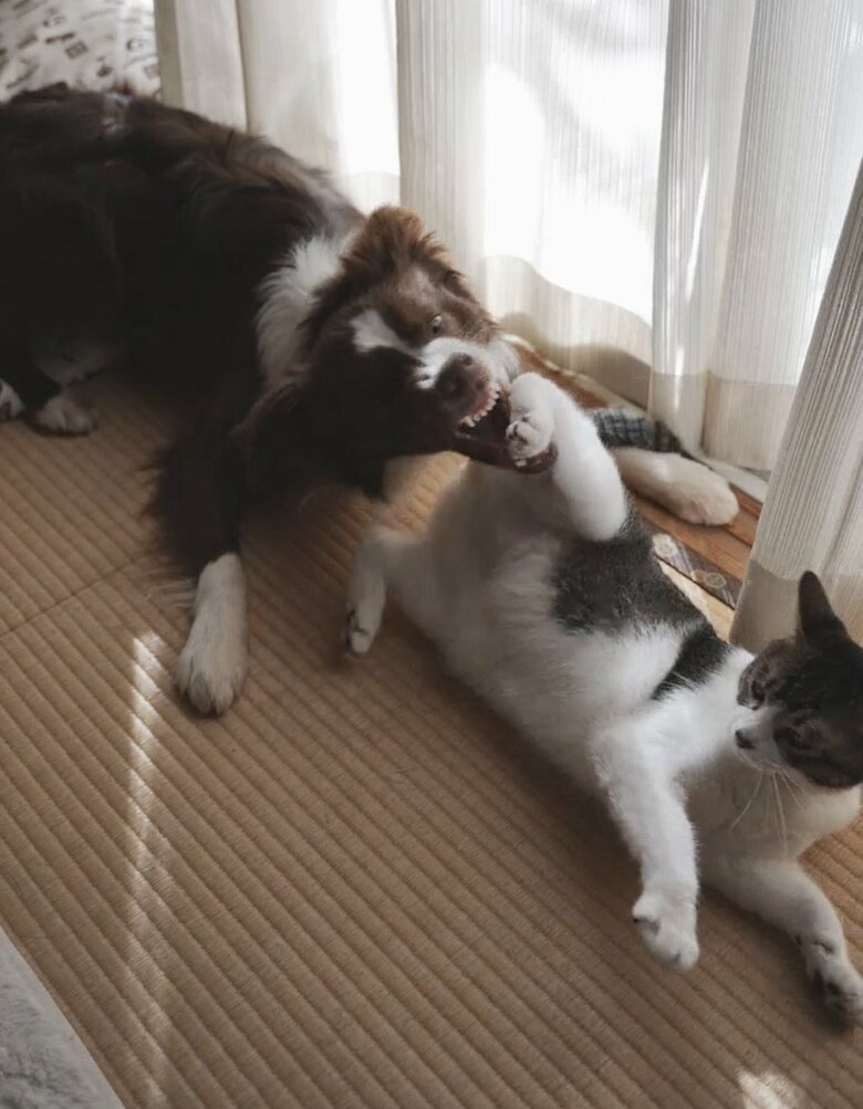 提供：ゆに＆メッシさん